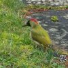 Surprise visitor to our garden