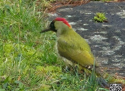 welcome visitor to our garden