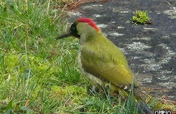 welcome visitor to our garden